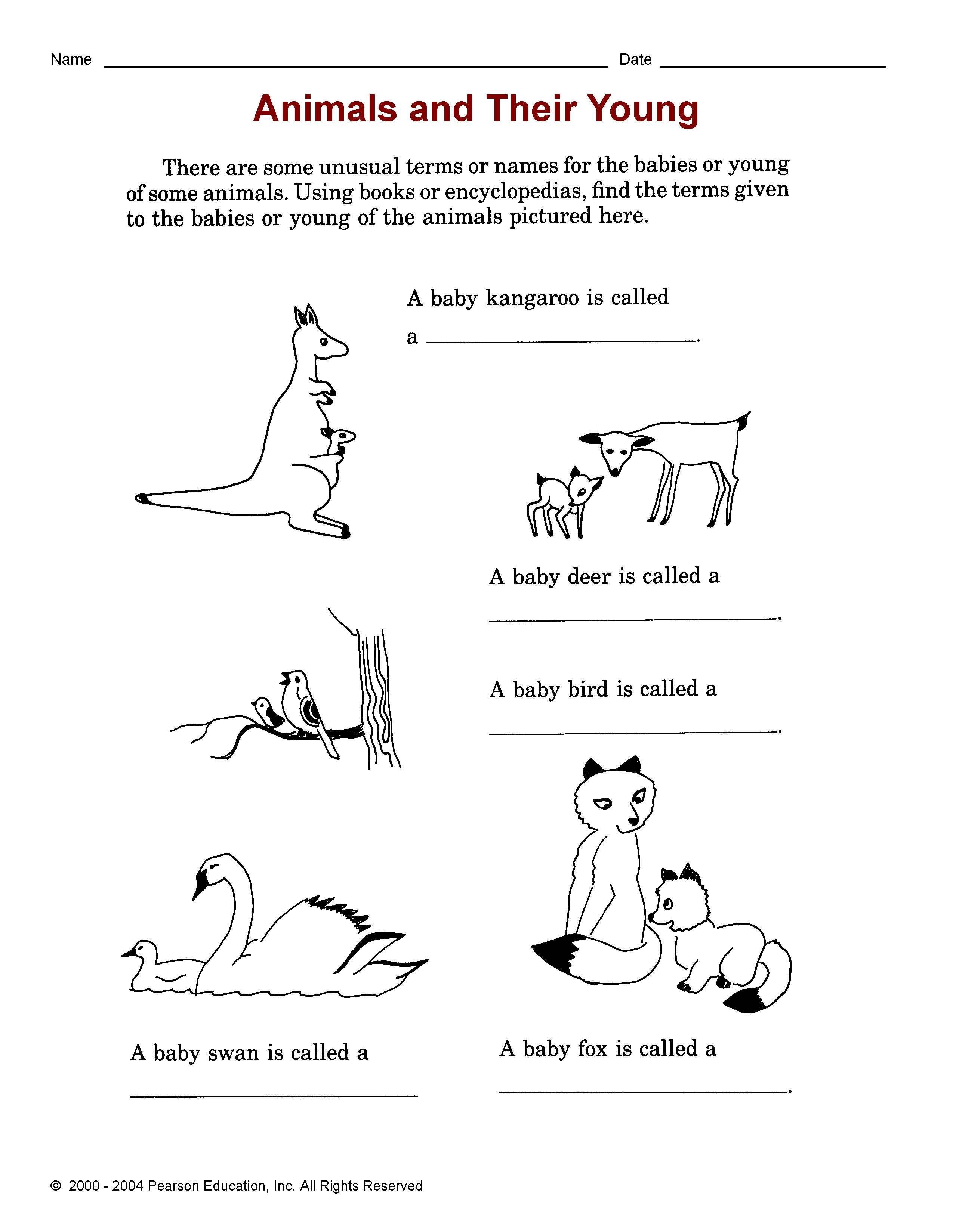Текст про животных на английском языке для младших классов